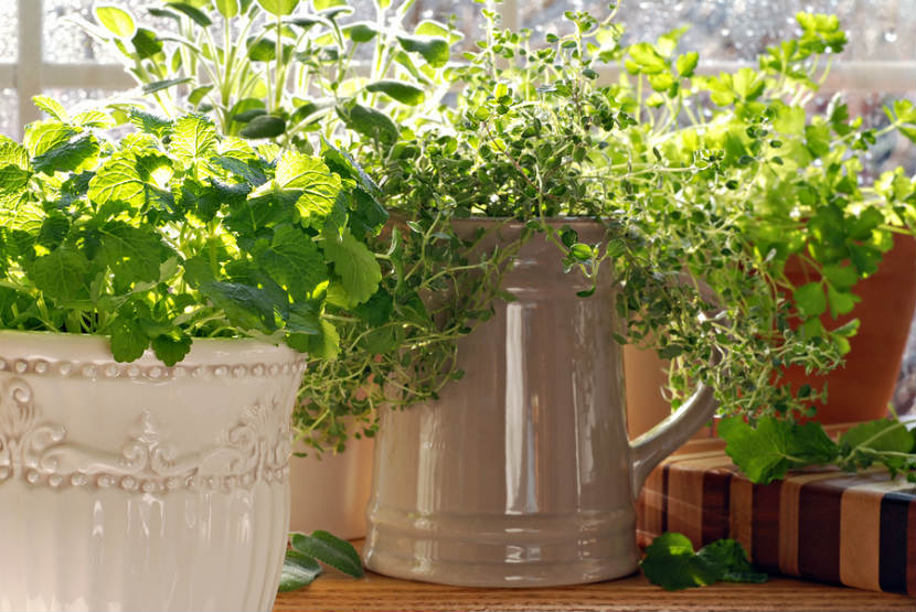 herb growing in pots